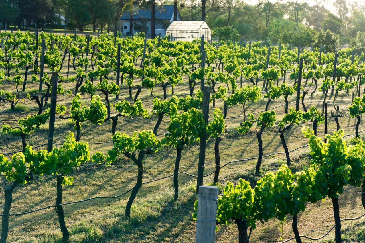 פוקולבין Thistle Hill Guesthouse - Walk To Many Wineries And Restaurants מראה חיצוני תמונה