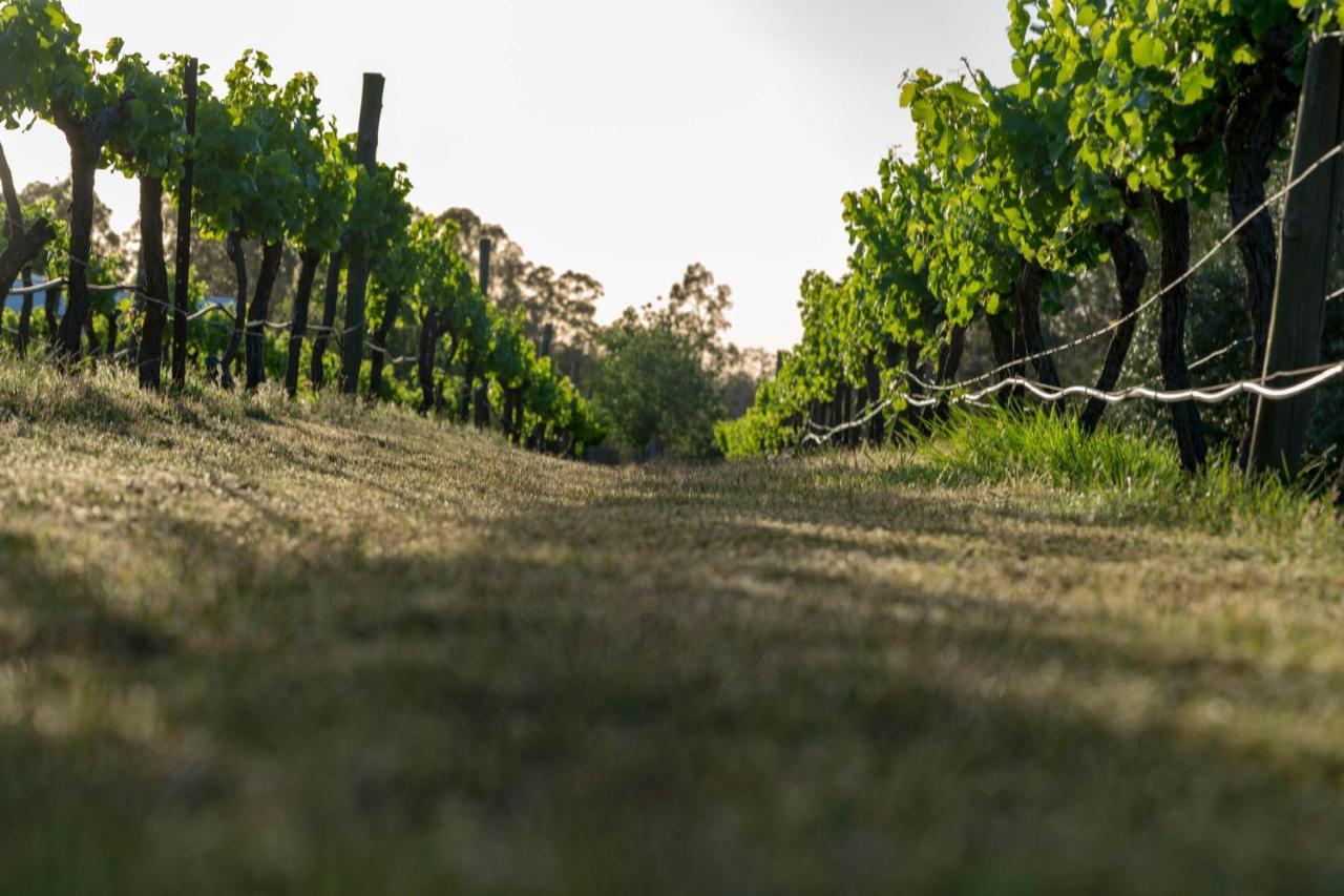 פוקולבין Thistle Hill Guesthouse - Walk To Many Wineries And Restaurants מראה חיצוני תמונה